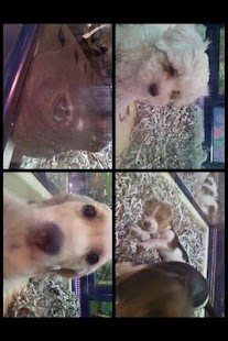 Camera MultiCamera NoAds Screenshots 1