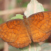 Common Castor