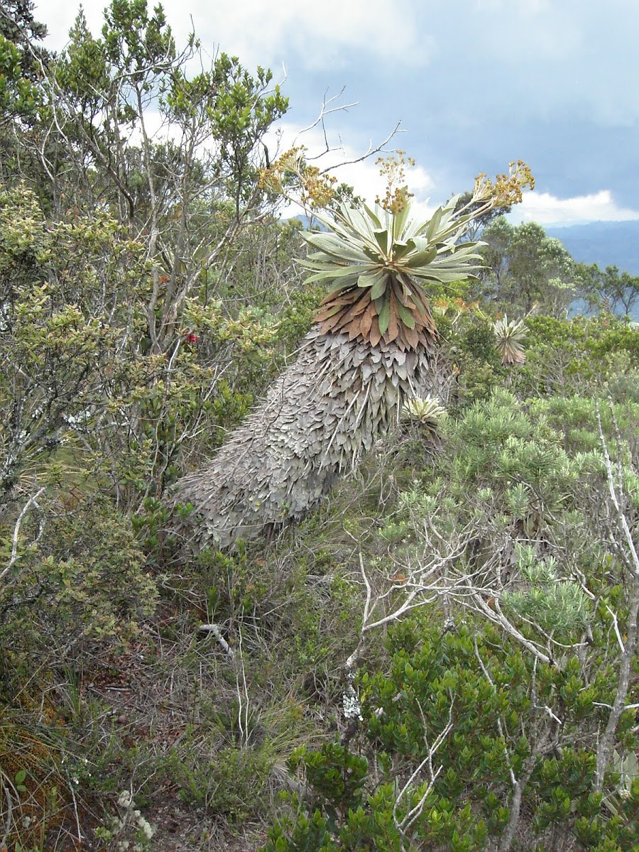 Frailejón