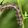 Pearl Crescent Caterpillar