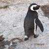 African jackass penguin