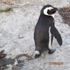 African jackass penguin