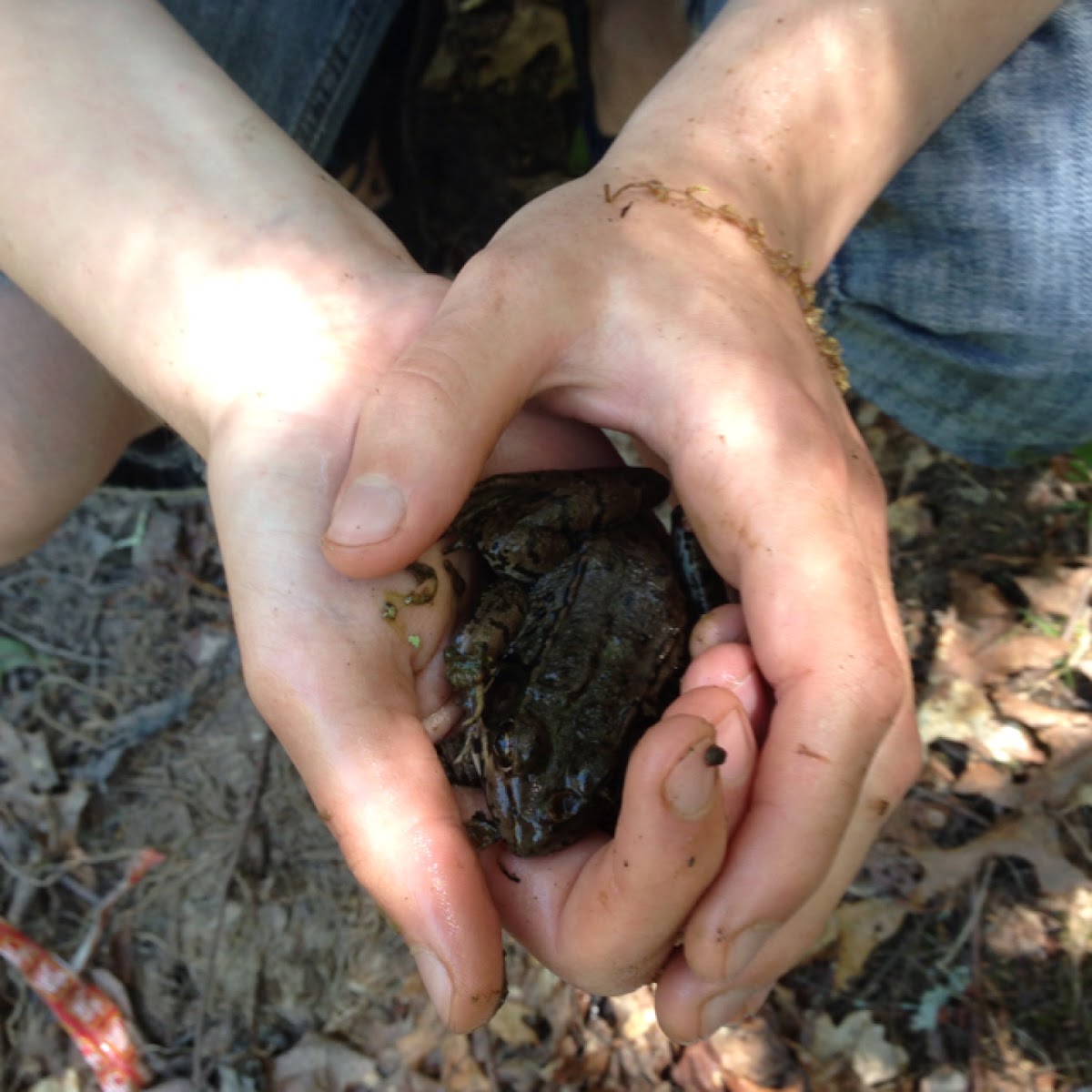 Northern green frog