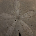 Sand Dollar