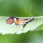 oecophorid moth