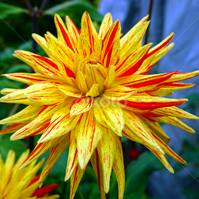 Dhalia Striped Vulcan by Alan Chew - Flowers Single Flower