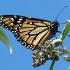 Monarch (Kahuku)