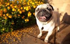 パグ犬の壁紙 Androidアプリ Applion