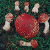 Kamchatka Fly-agaric mushroom