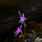 Pink Fairy Orchid
