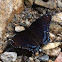 Red spotted purple admiral