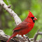 Northern Cardinal