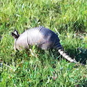 Nine-Banded Armadillo