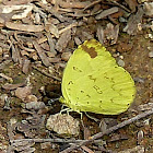 Three-spot Grass Yellow