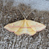 Chickweed Geometer