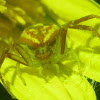 Unknown Crab Spider