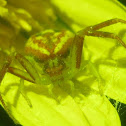Unknown Crab Spider