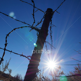 Shine On  by Candy (Ellison) Downs - Landscapes Prairies, Meadows & Fields