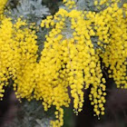 Black Wattle