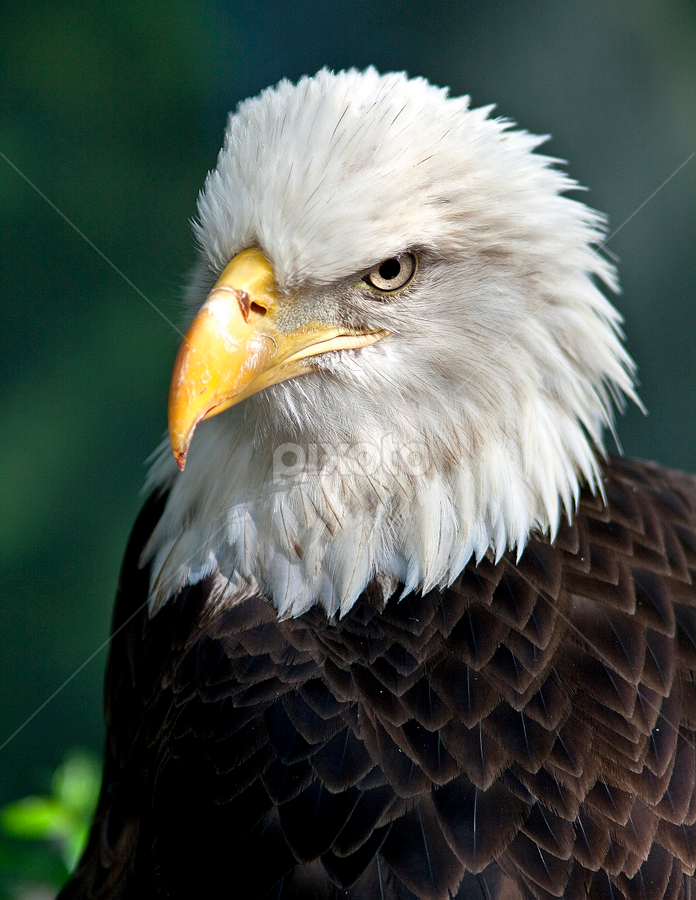 Eagle Close Up by Michael Waller - Animals Birds
