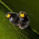 Yellow-shouldered Ladybird