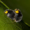 Yellow-shouldered Ladybird
