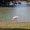 White Ibis