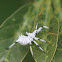 assassin bug nymph