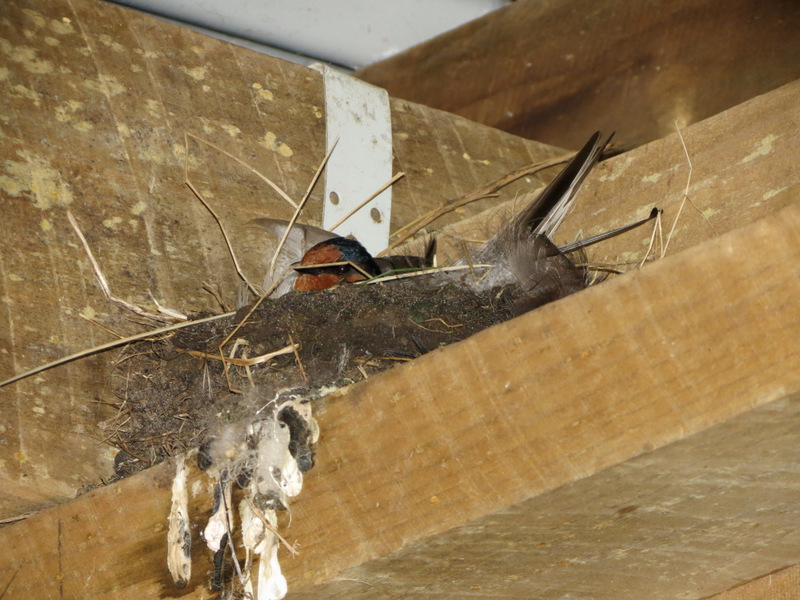 Welcome Swallow (on nest)