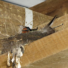 Welcome Swallow (on nest)