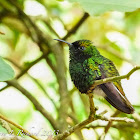 Stripe-tailed hummingbird