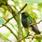 Stripe-tailed hummingbird