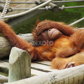 Pongo abelii by Virgílio Nóbrega - Animals Other Mammals