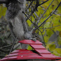Eastern Grey Squirrel