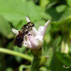 Small Carpenter bee
