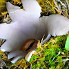 Unusual fungus