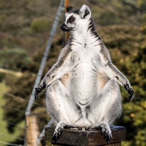 Lemur In Deep Relaxation by Dylan Barlow - Novices Only Wildlife