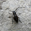 Longhorn Beetle