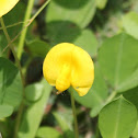 Small Yellow Flower (Pinto Peanut)