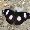Danaid Eggfly Butterfly (male)