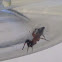 ant mimic spider or velvet ant mimic spider or ground spider