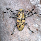 Long-horned Beetle