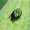 Nymph of Green Stink Bug