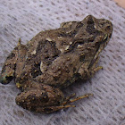 Tasmanian Froglet
