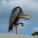 Great Blue Heron