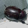 Rhinoceros Beetle (female)