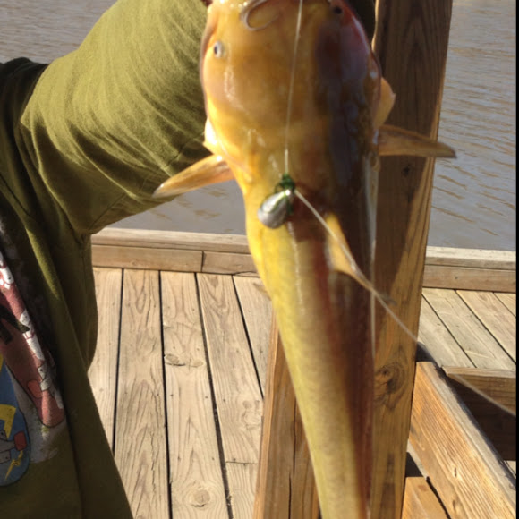 Yellow Belly Catfish Project Noah