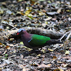 Emerald Dove