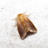 Warm-chevroned Moth