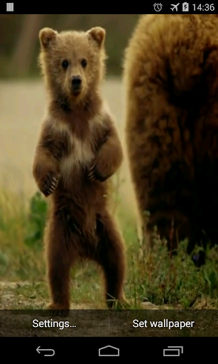 Cute Bear Video Live Wallpaper